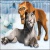Petit smilodon