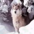 SnowWolf