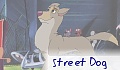 Street Dog