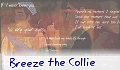 Breeze the Collie