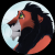 dutchylion