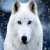 K�vikTheWolfDog