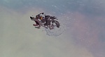 Image Balto Image Balto