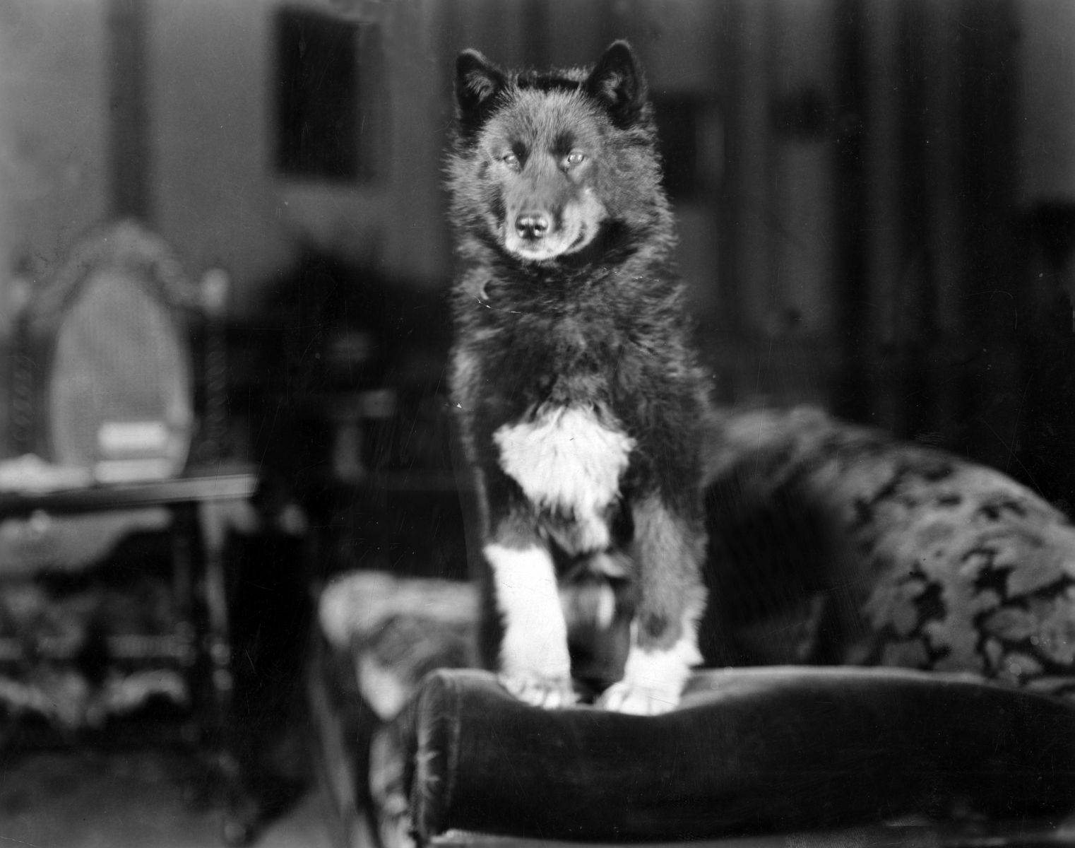 Balto