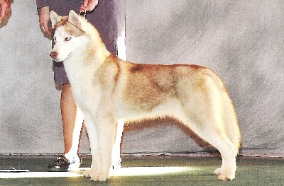 Breed