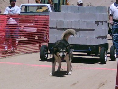 Huskies