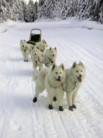 Siberian