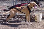 Three most common types of sled dogs