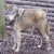Canis Lupu.