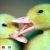 Duckyprinces99