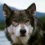 -WildWolf-