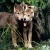 Akida(Phantom-wolf)