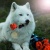 aleu1456