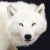 artic wolf
