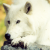 artic wolf