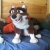 dogmaster2.