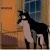 baltocountrywolf