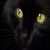 blackcat