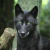 Blackwolf12
