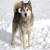 Blue the wolfdog