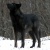 DarkHusky