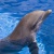 Dolphin Lover