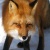 FoX_OF_HeaveN