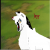 halfbreedhowl