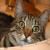 kittycat123