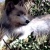 howlingwolves