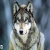 Jonathan_wolf