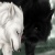 KarateWolf