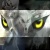 Kiba the white wolf