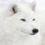LochinWolf