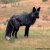 midknightwolf 