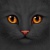 Nightwhisp.
