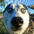 Pat_the_Aussie