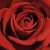 Black Rose
