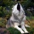 Saphire Wolf {Star}