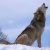 Sapphire_Wolf