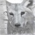 Snowpaws 11