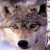 Sweet Fur Wolf