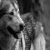 Teowolf82