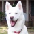 white husky