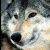 wolf-lion