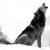 wolf lover.