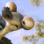 wolflover2.