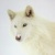 WolftheHero