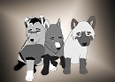 Three wolf pups