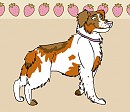 Brittany Spaniel For Adoption